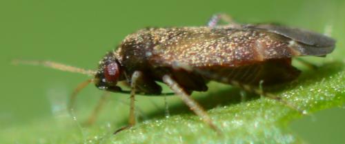 Psallus sp.